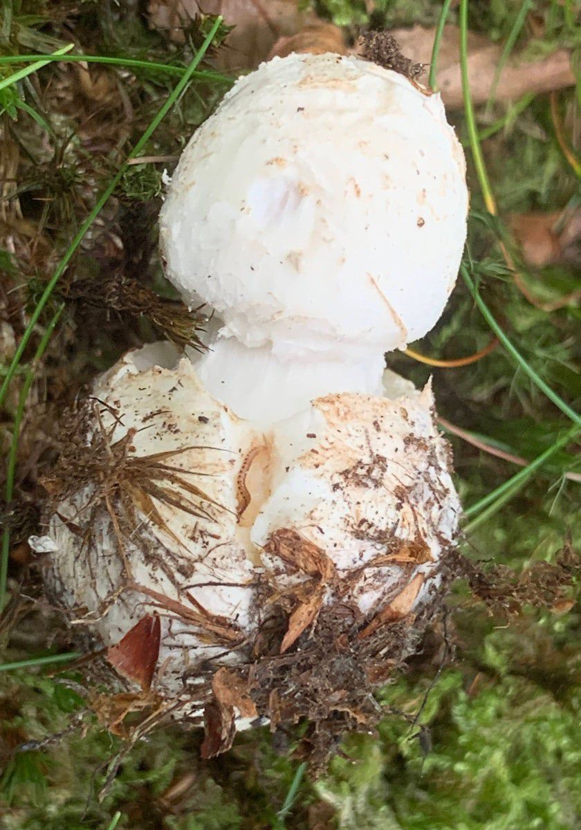 Мухомор поганковидный (Amanita citrina) - фото 11