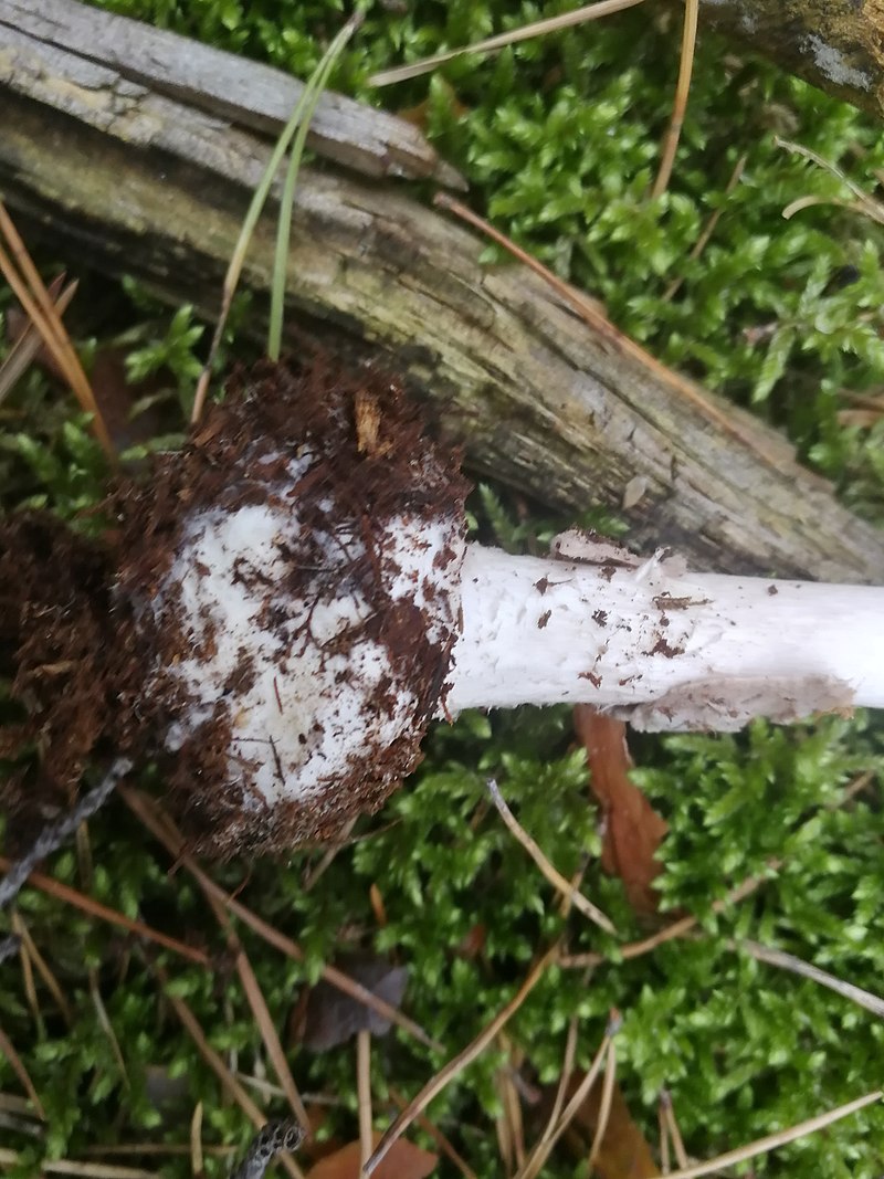 Мухомор порфировый. Мухомор серый (Amanita porphyria) - фото 2