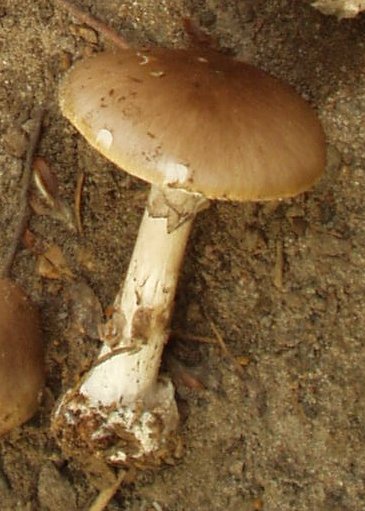 Мухомор порфировый. Мухомор серый (Amanita porphyria) - фото 6