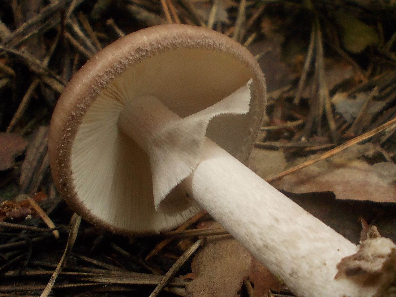 Мухомор порфировый. Мухомор серый (Amanita porphyria) - фото 8