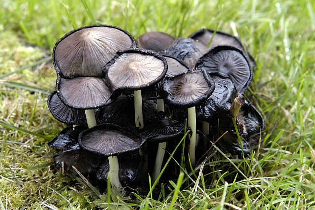 Навозник серый. Чернильный гриб (Coprinopsis atramentaria) - фото 4