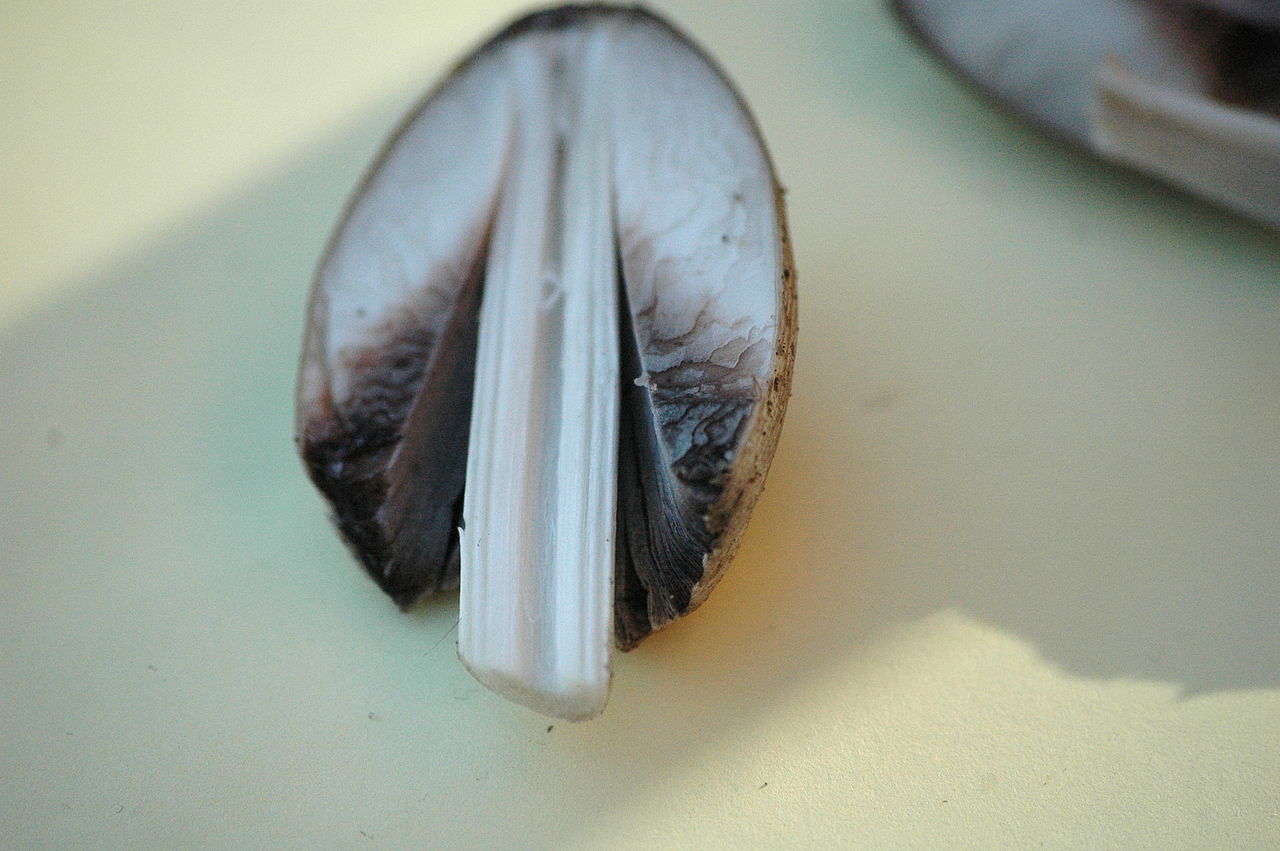 Навозник серый. Чернильный гриб (Coprinopsis atramentaria) - фото 5