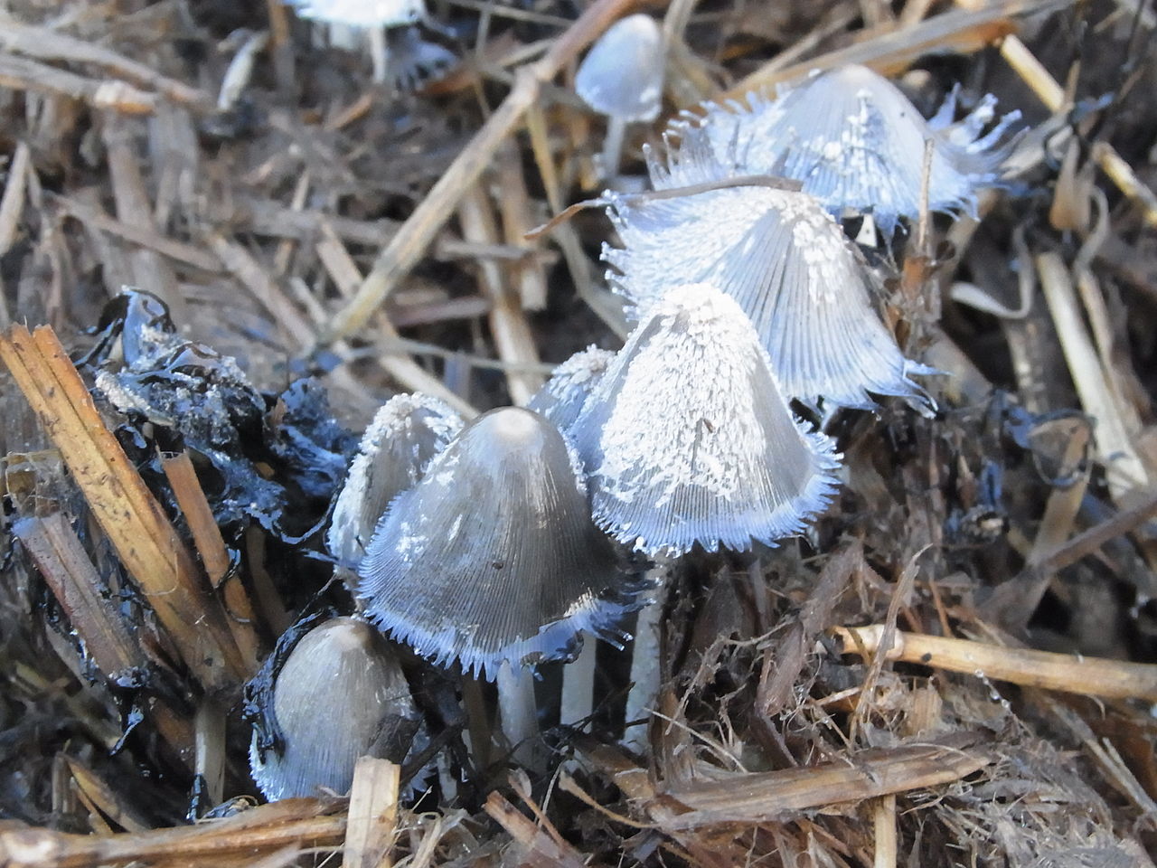 Навозник серый обыкновенный (Coprinus cinereus) - фото 4