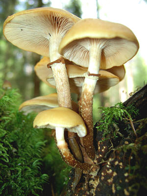 Опёнок летний (Kuehneromyces mutabilis) - фото 4
