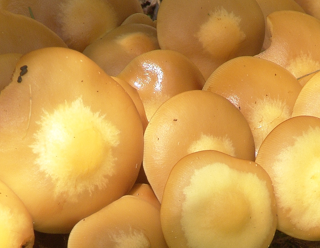 Опёнок летний (Kuehneromyces mutabilis) - фото 6