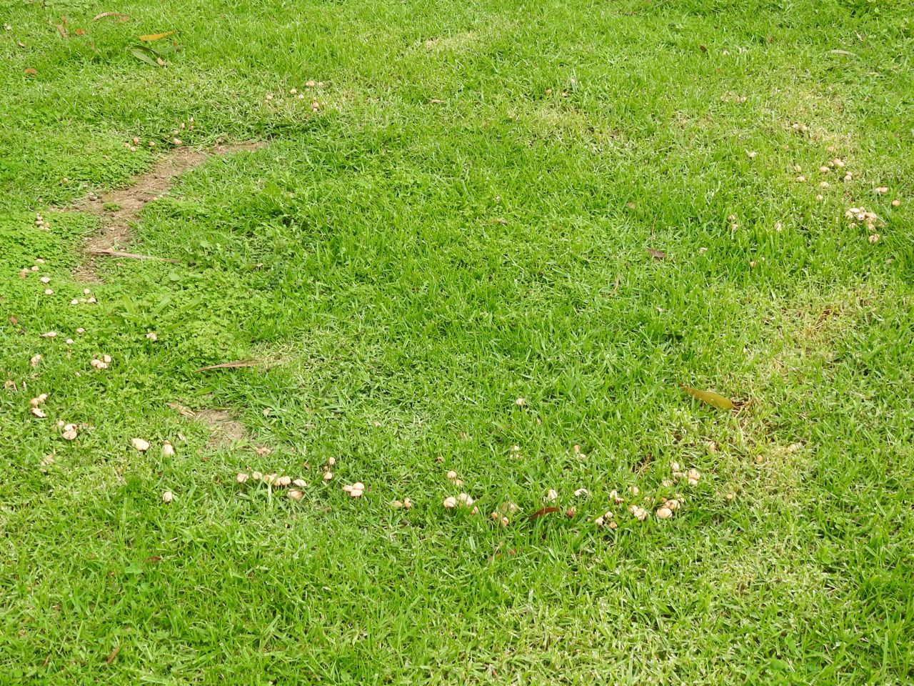 Опёнок луговой. Негниючник луговой. Луговик (Marasmius oreades) - фото 6