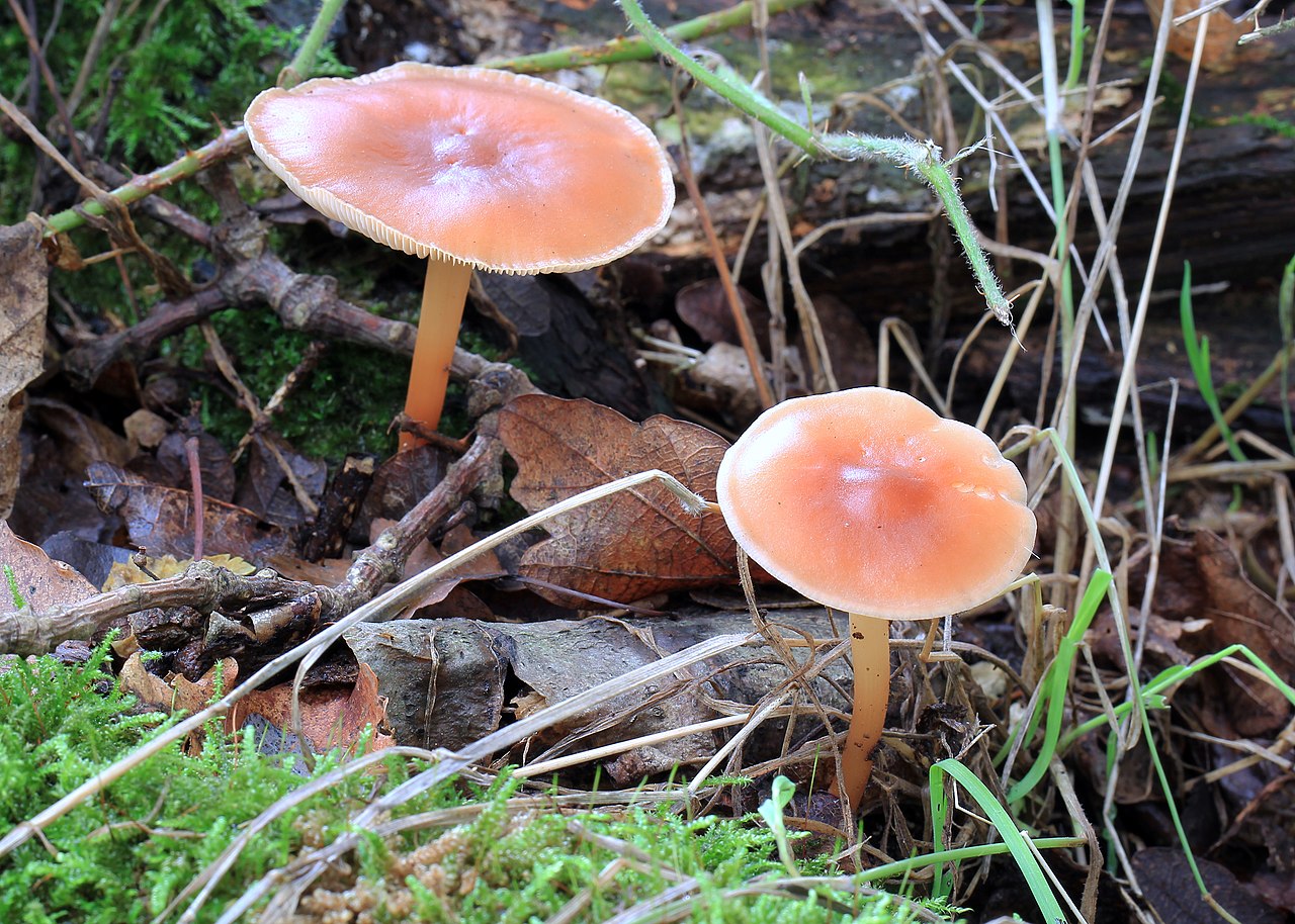 Опёнок весенний. Коллибия дуболюбивая (Collybia dryophila) - фото 2