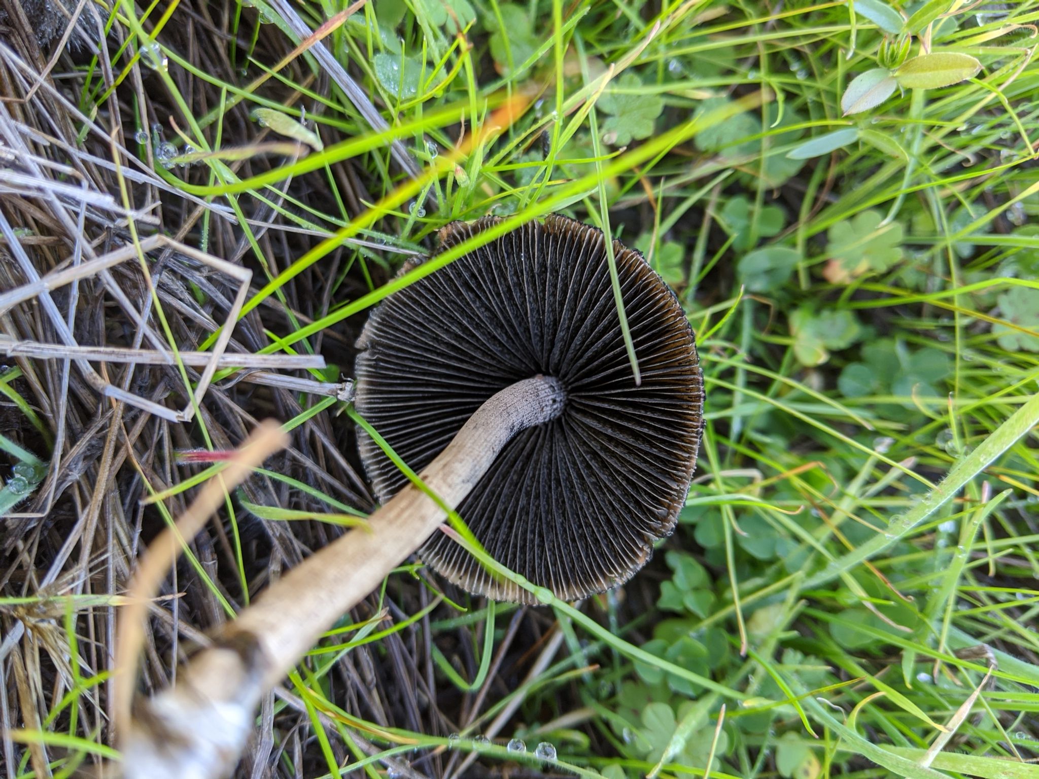 Панеолус (навозник) колокольчатый (мотыльковый) (Panaeolus campanulatus, P. papilionaceus) - фото 16