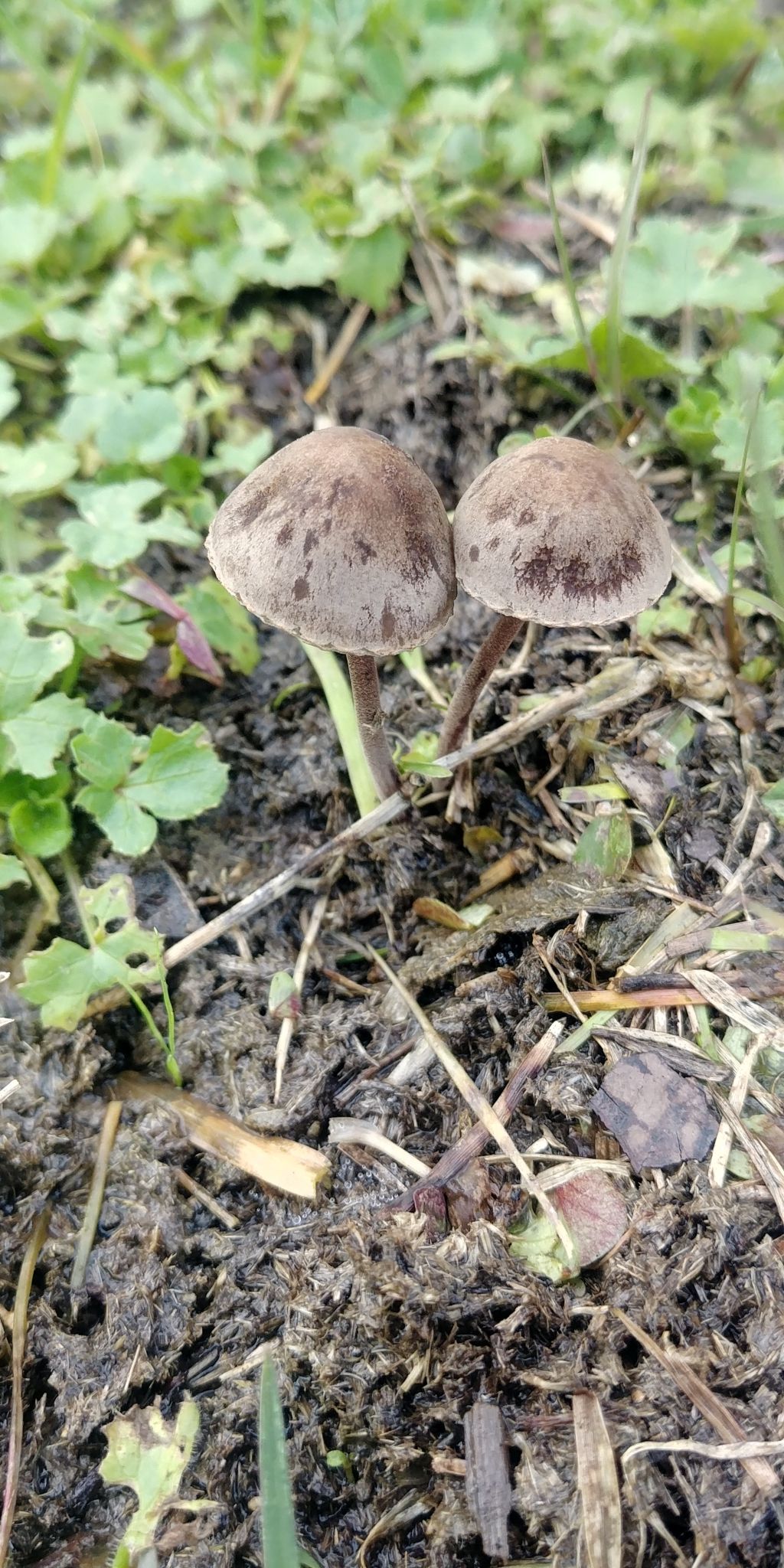 Панеолус (навозник) колокольчатый (мотыльковый) (Panaeolus campanulatus, P. papilionaceus) - фото 8
