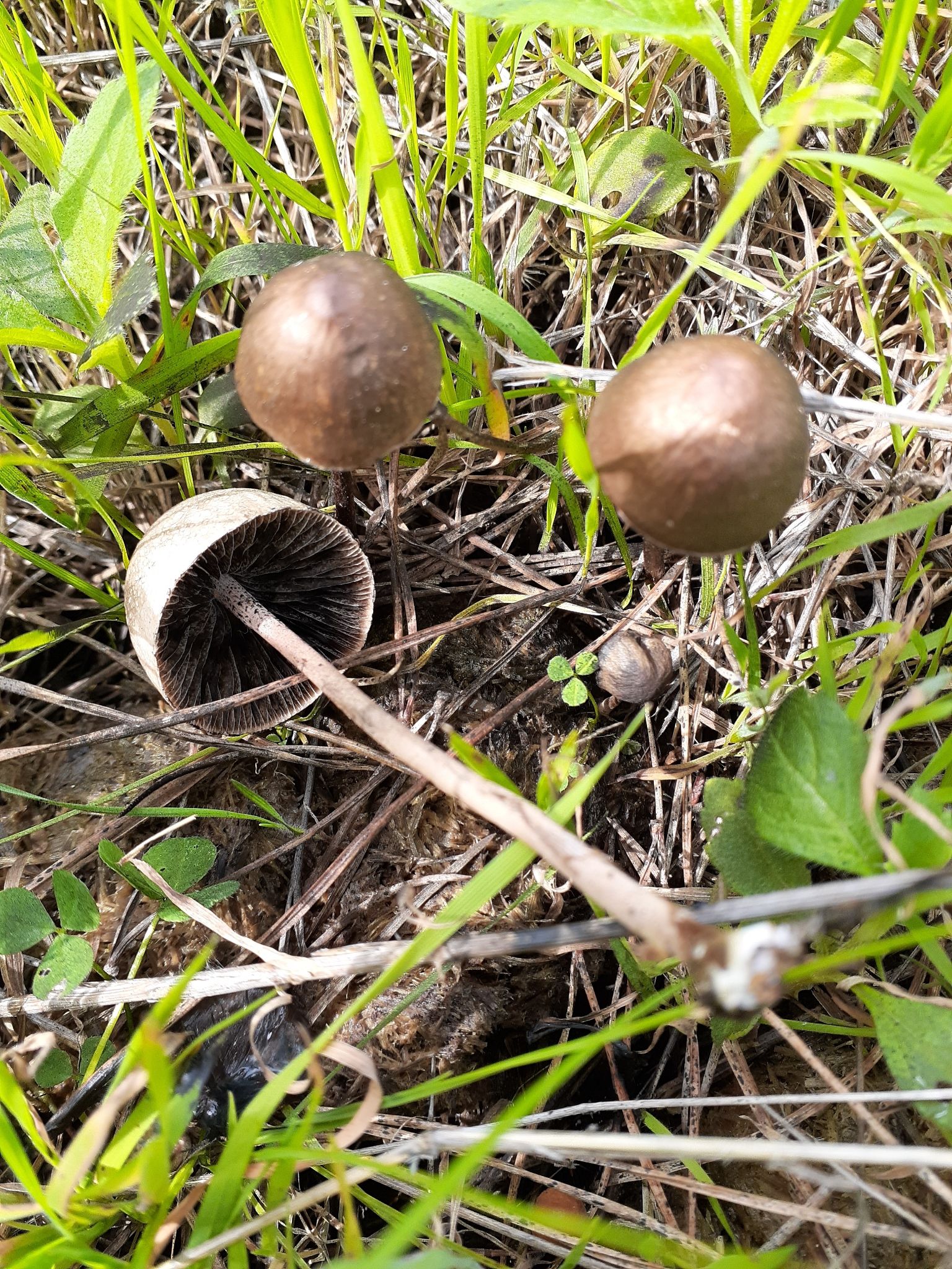 Панеолус (навозник) колокольчатый (мотыльковый) (Panaeolus campanulatus, P. papilionaceus) - фото 9