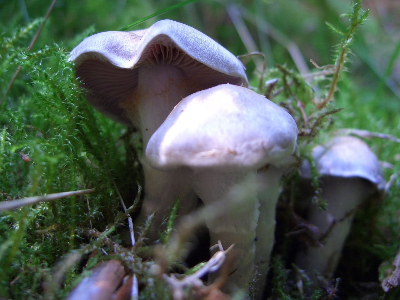 Паутинник бело-фиолетовый (Cortinarius alboviolaceus) - фото 6