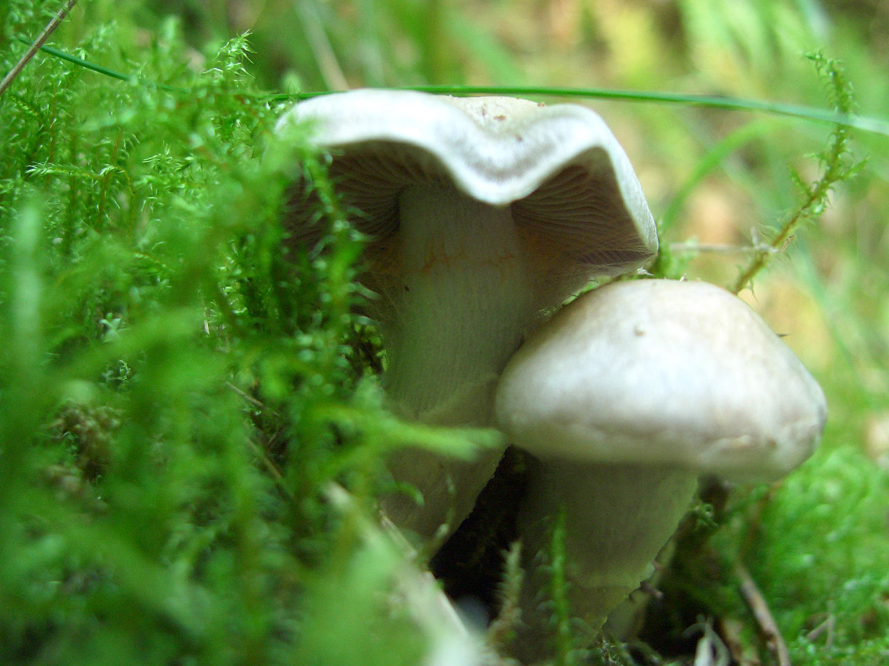 Паутинник бело-фиолетовый (Cortinarius alboviolaceus) - фото 7