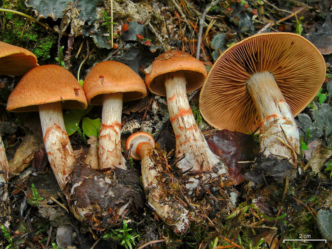 Паутинник браслетчатый (красный) (Cortinarius armillatus) - фото 2