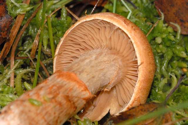 Паутинник браслетчатый (красный) (Cortinarius armillatus) - фото 3
