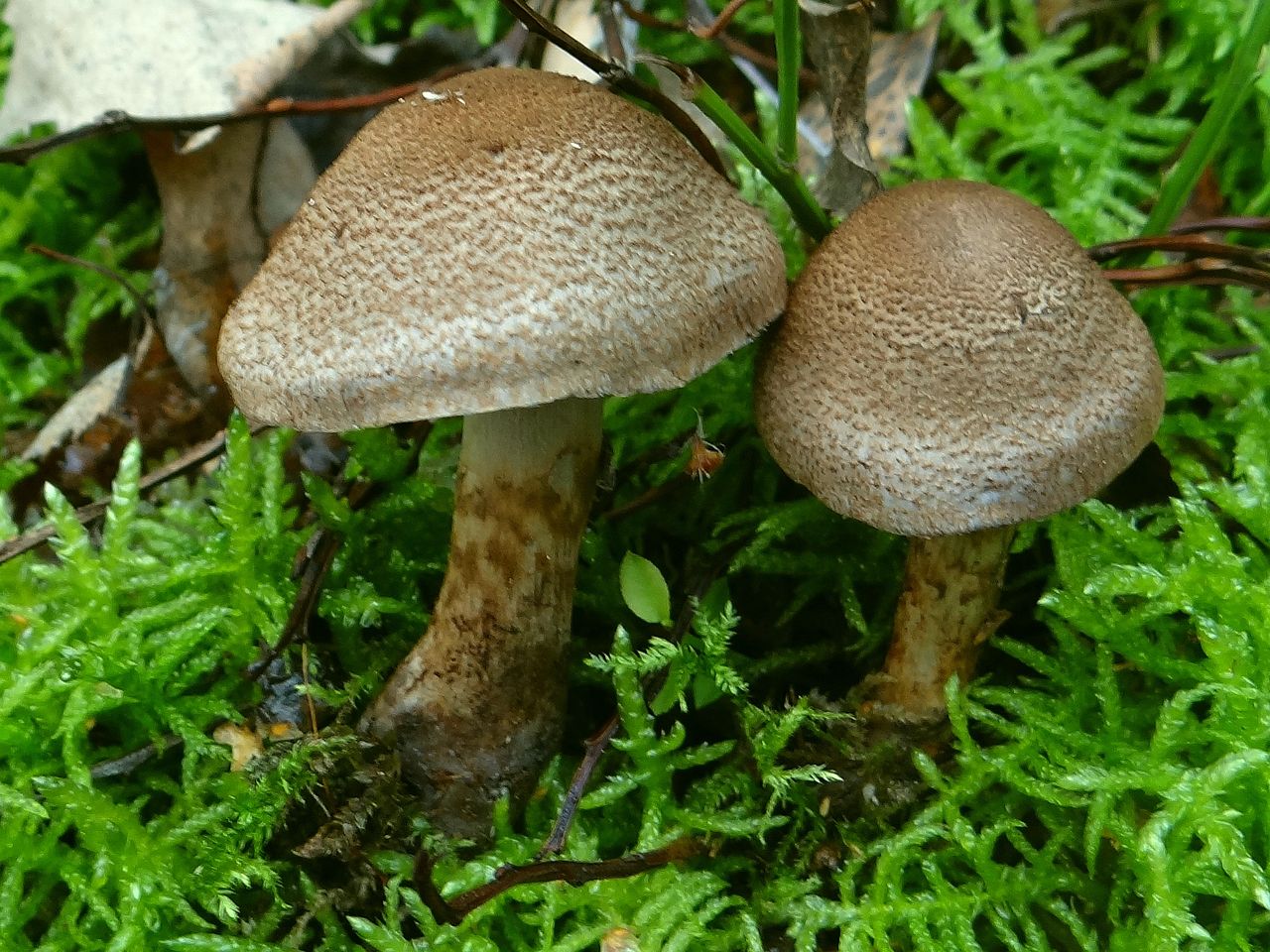 Паутинник чешуйчатый (Cortinarius pholideus) - фото 3