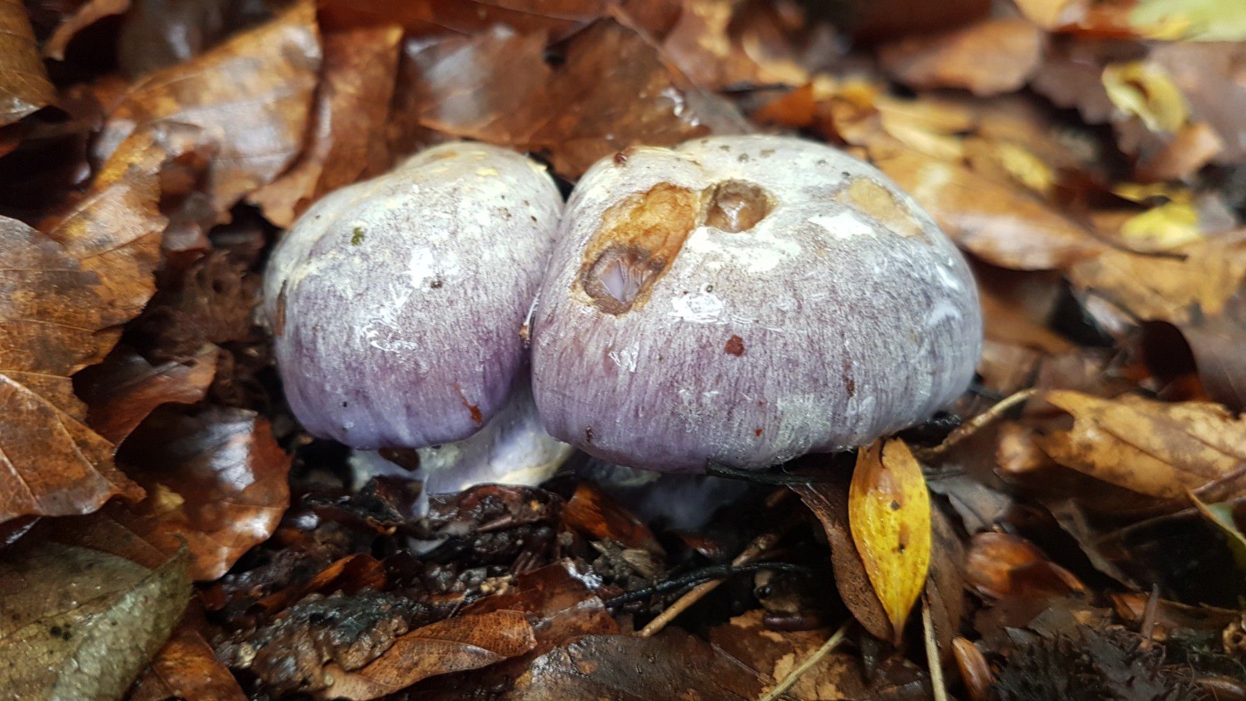 Паутинник голубой (Cortinarius coerulescens) - фото 5