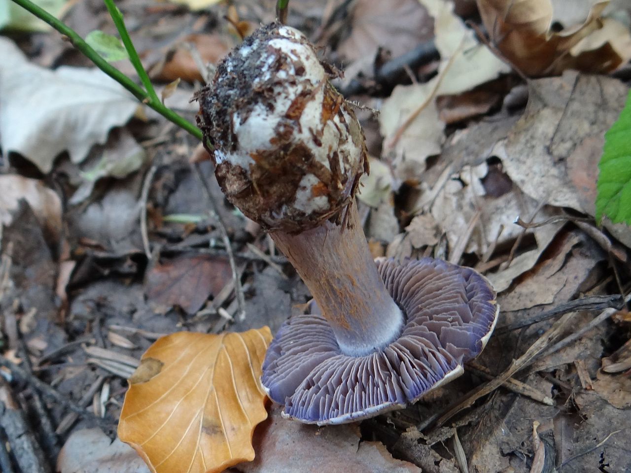 Паутинник сизоножковый (Cortinarius glaucopus) - фото 3