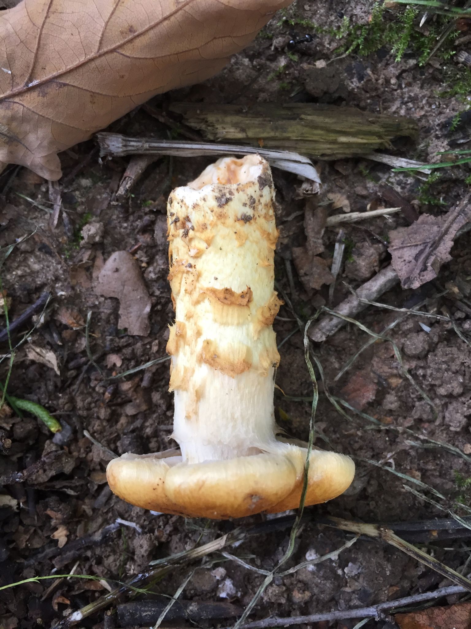 Паутинник жёлтый. Приболотник триумфальный (Cortinarius triumphans) - фото 4