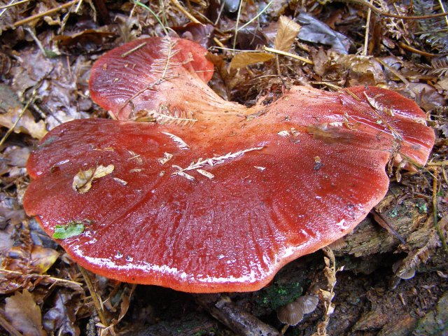 Печёночница обыкновенная. Печёночный гриб (Fistulina hepatica) - фото 10