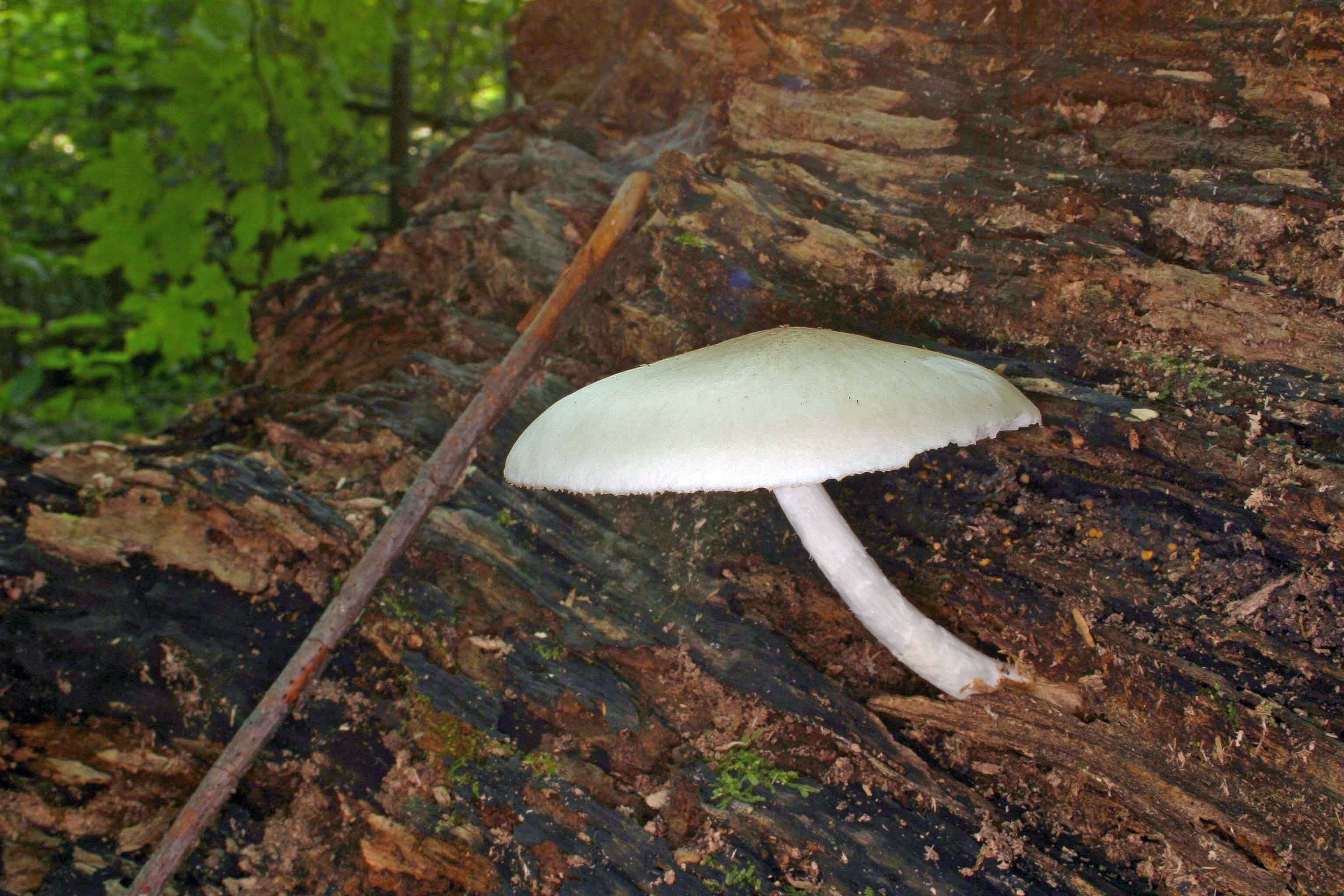 Плютей белый (Pluteus pellitus) - фото 2