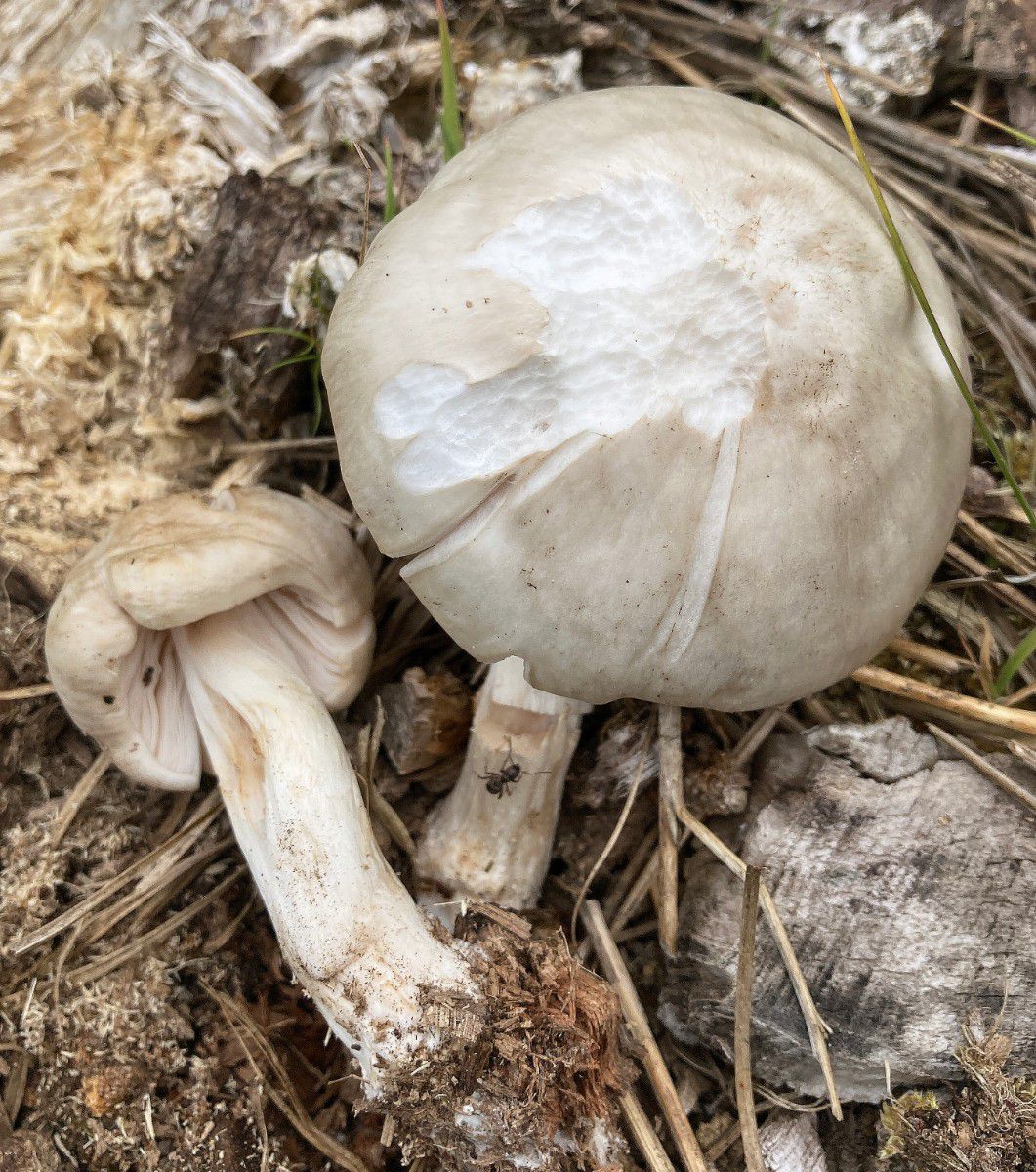 Плютей белый (Pluteus pellitus) - фото 4