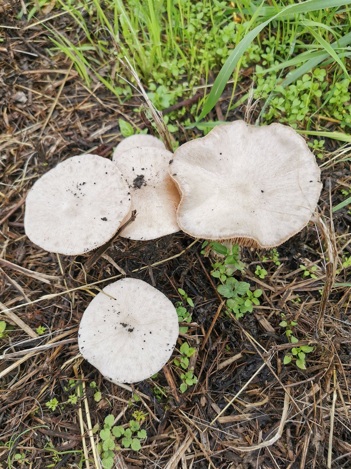 Плютей белый (Pluteus pellitus) - фото 5