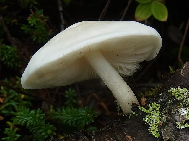 Плютей белый (Pluteus pellitus) - фото 6