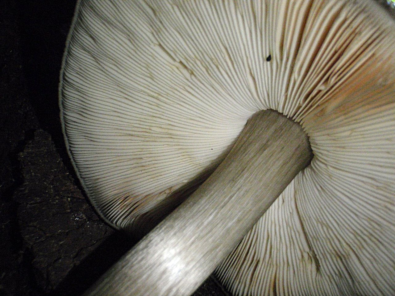 Плютей чернокрайний (Pluteus atromarginatus) - фото 4