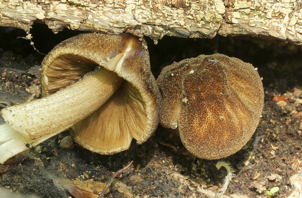 Плютей умбровый (тенистый, зонтичный) (Pluteus umbrosus) - фото 4