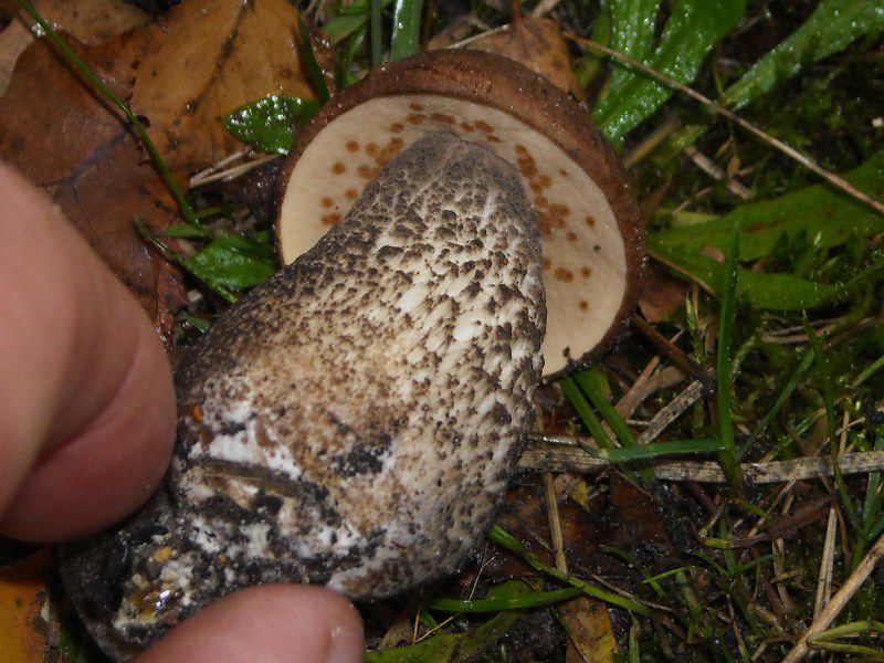 Подберёзовик. Берёзовик (Leccinum) - фото 3