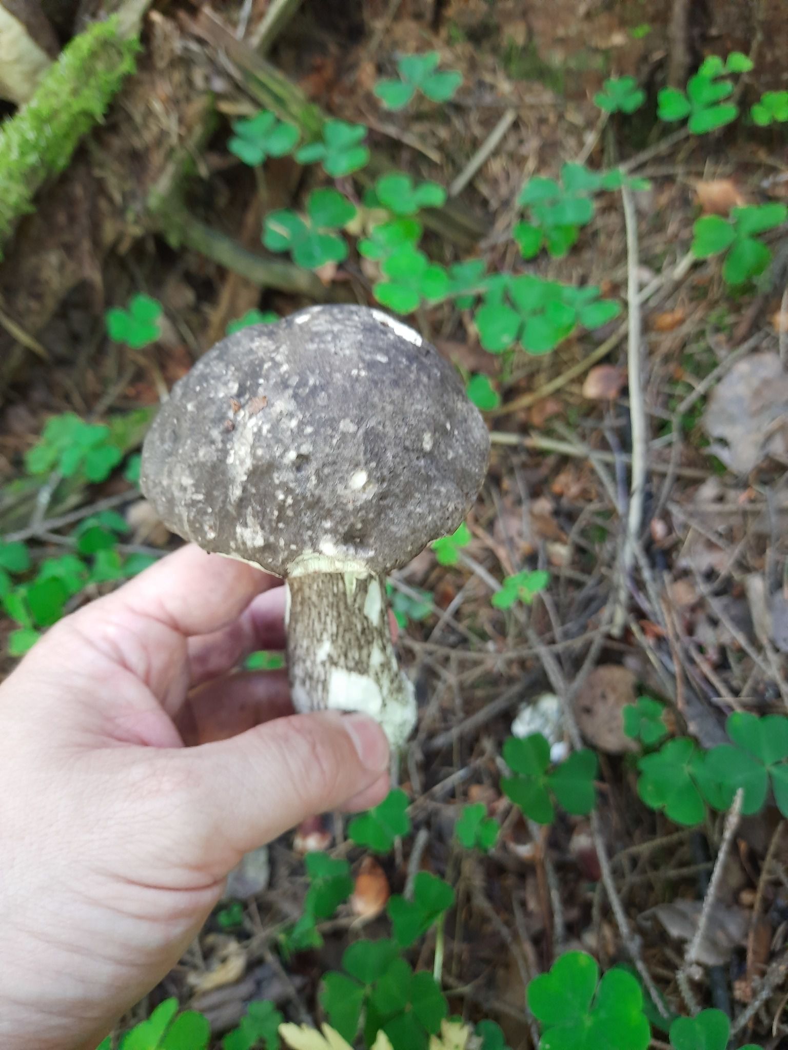 Подберёзовик чёрный. Черноголовик (Leccinum melaneum) - фото 4