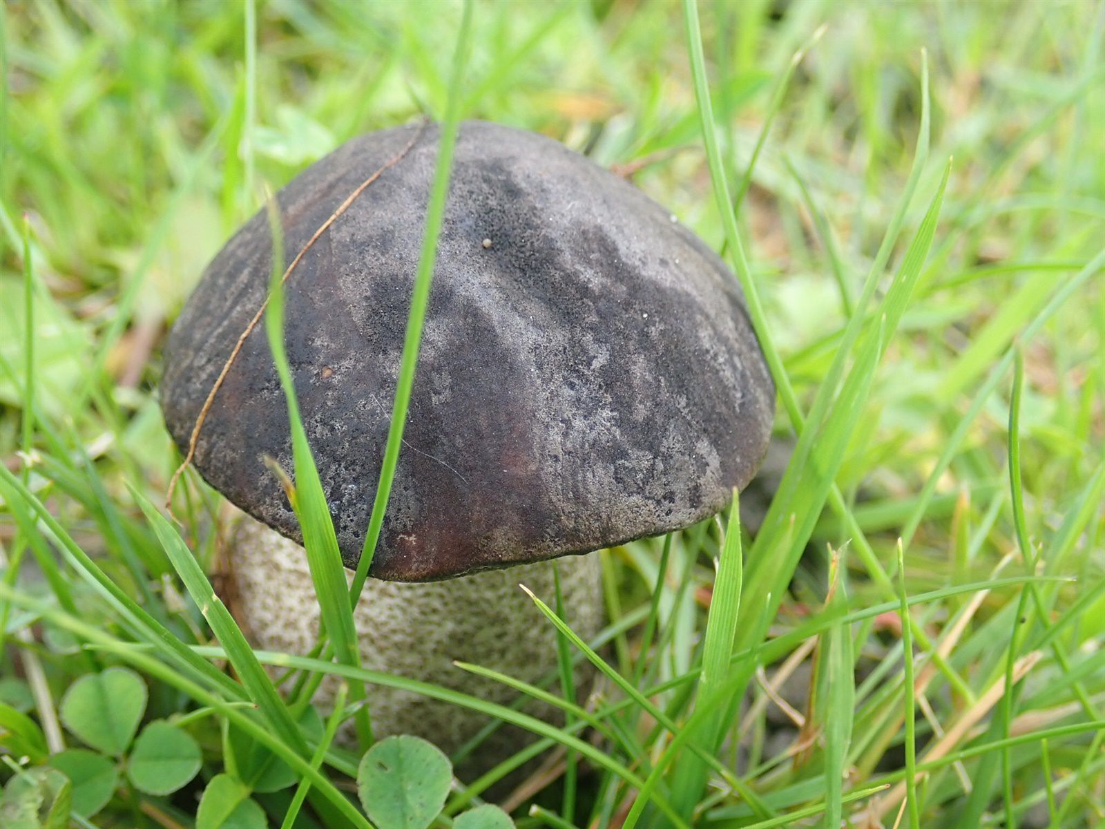 Подберёзовик чёрный. Черноголовик (Leccinum melaneum) - фото 5