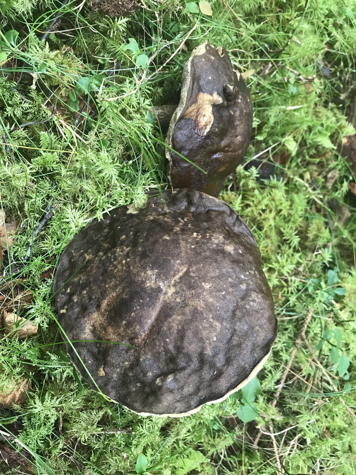 Подберёзовик чёрный. Черноголовик (Leccinum melaneum) - фото 6