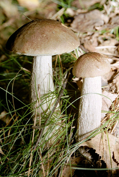 Подберёзовик обыкновенный (Leccinum scabrum) - фото 4