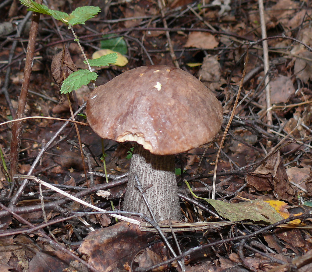 Подберёзовик обыкновенный (Leccinum scabrum) - фото 5