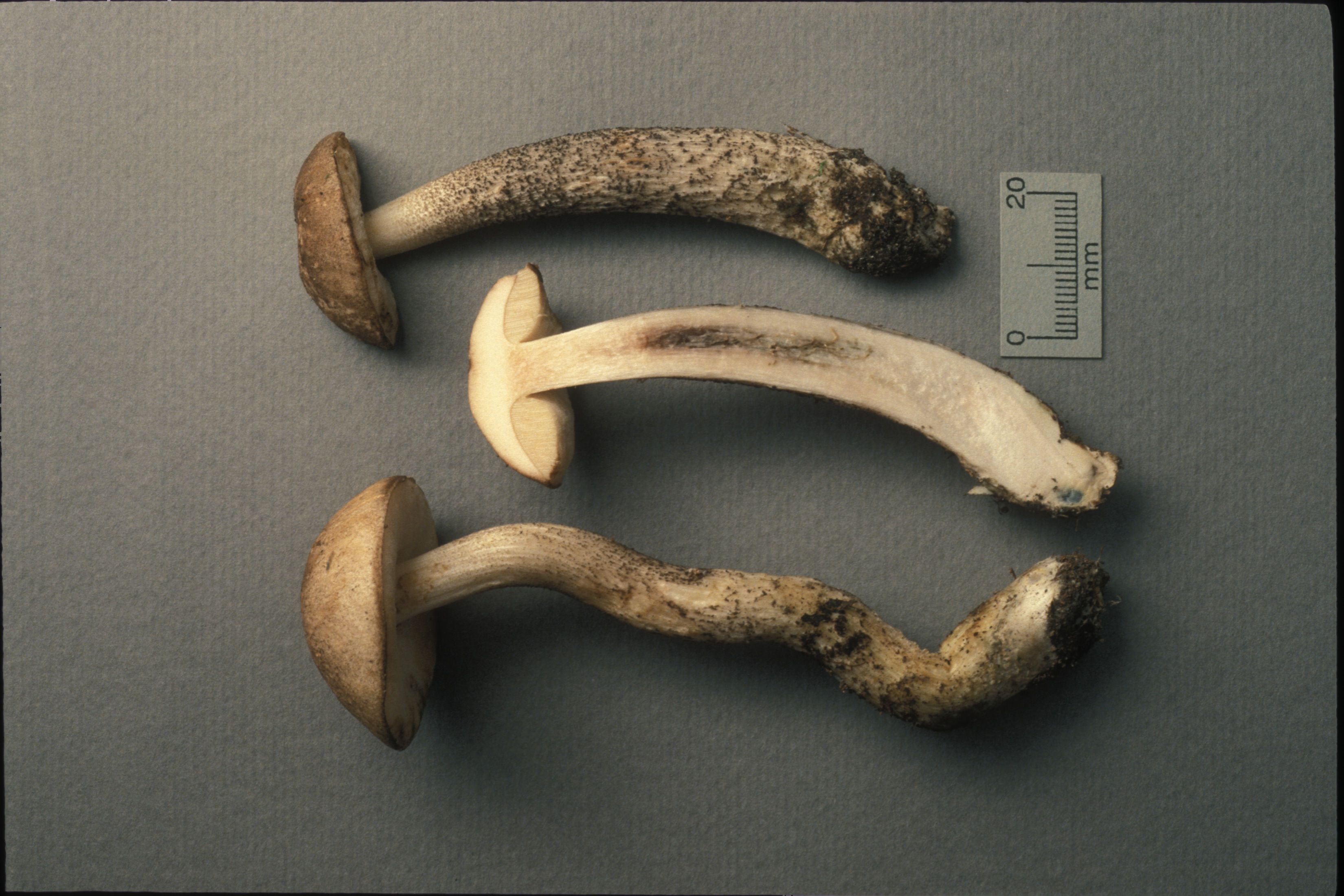 Подберёзовик розовеющий (окисляющийся) (Leccinum oxydabile) - фото 3