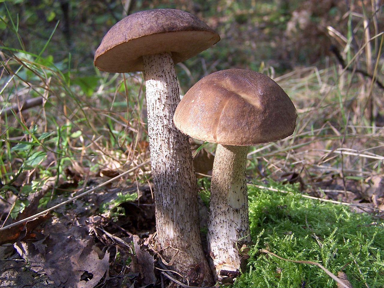 Подберёзовик розовеющий (окисляющийся) (Leccinum oxydabile) - фото 6