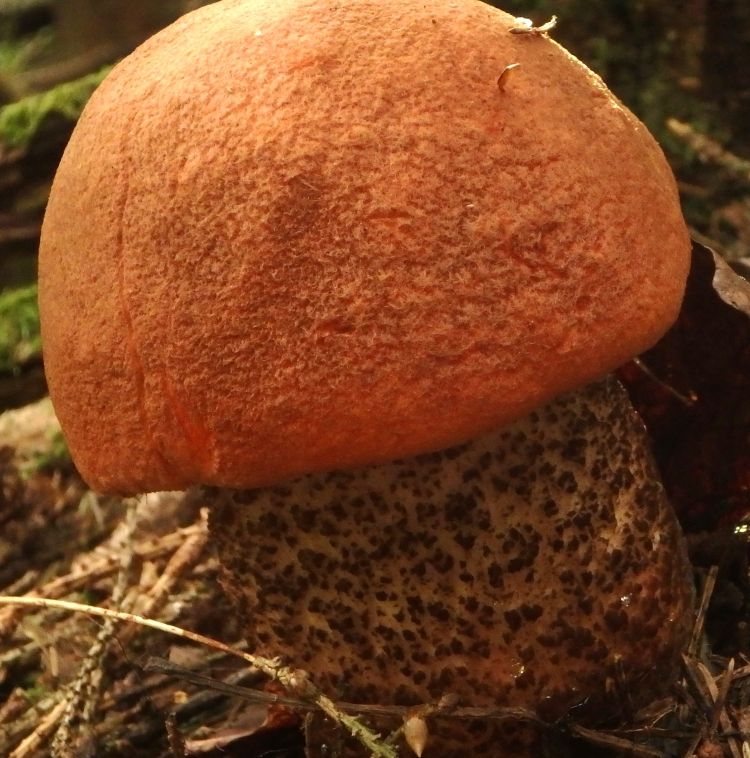 Подосиновик. Осиновик (Leccinum) - фото 12