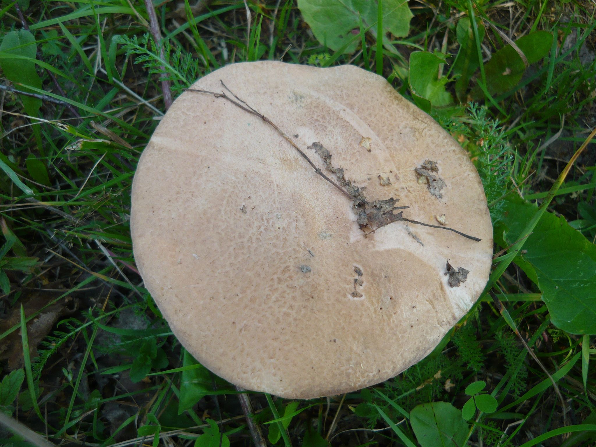 Подосиновик. Осиновик (Leccinum) - фото 4