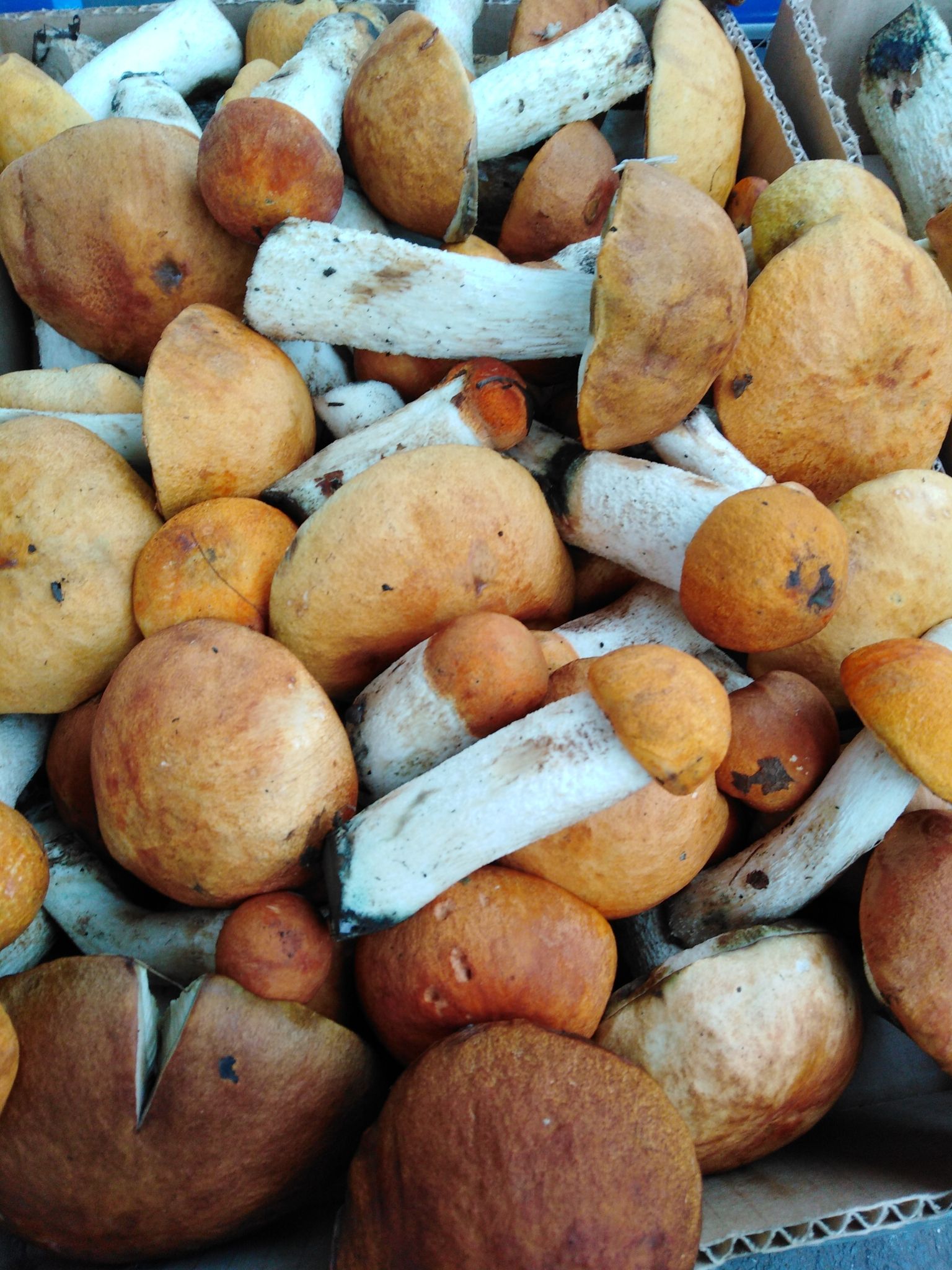 Подосиновик. Осиновик (Leccinum) - фото 5