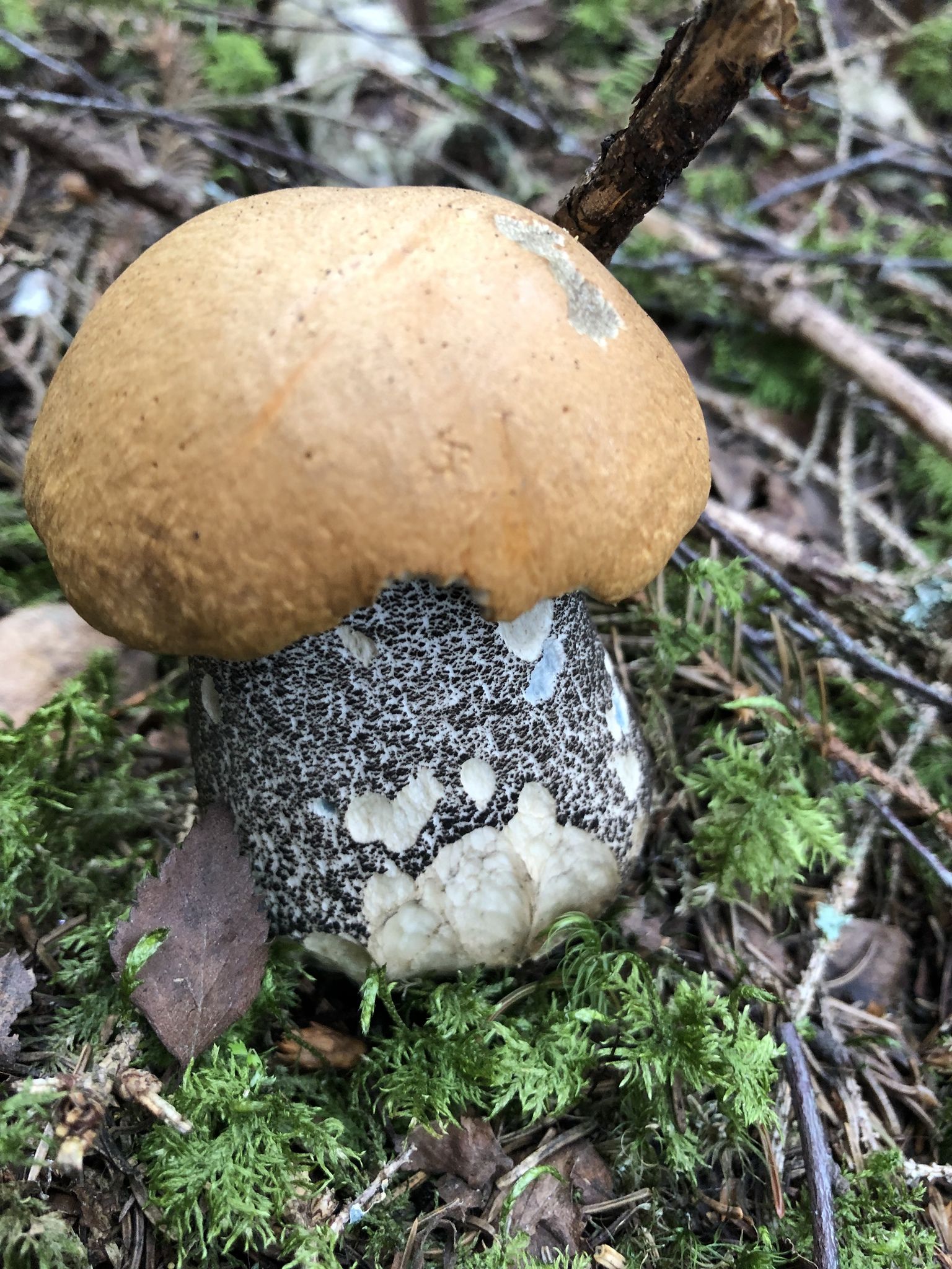 Подосиновик. Осиновик (Leccinum) - фото 6