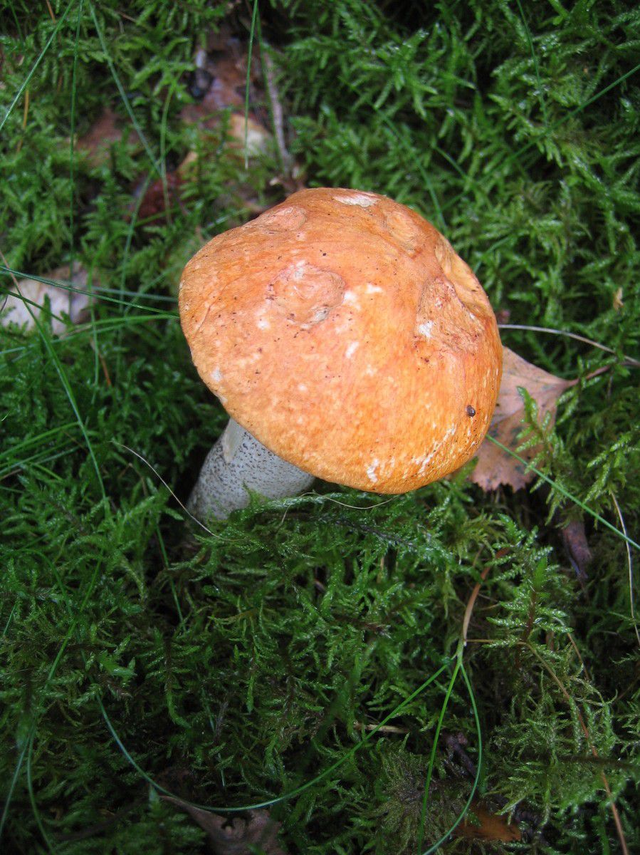 Подосиновик. Осиновик (Leccinum) - фото 10