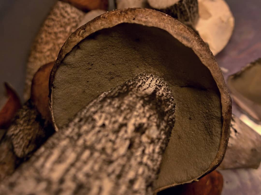 Подосиновик серый (Leccinum versipelle f.grisea) - фото 3