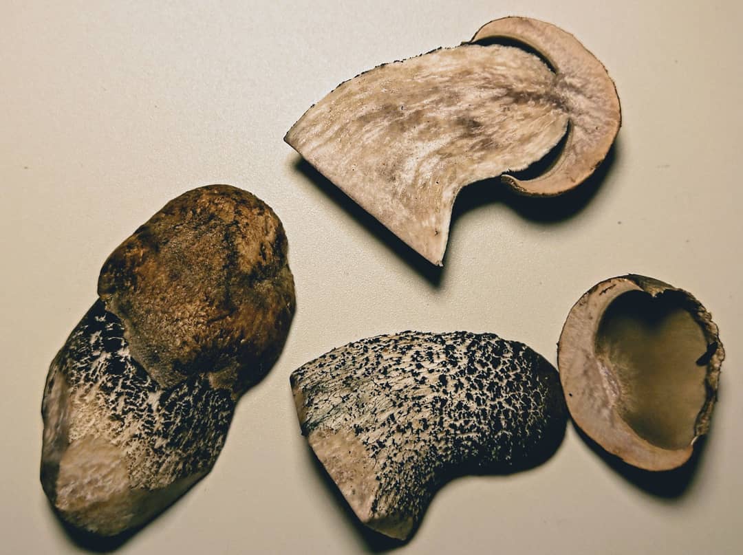 Подосиновик серый (Leccinum versipelle f.grisea) - фото 5