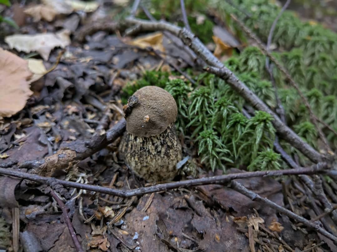 Подосиновик серый (Leccinum versipelle f.grisea) - фото 6
