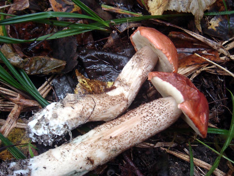 Подосиновик сосновый (Leccinum vulpinum) - фото 4