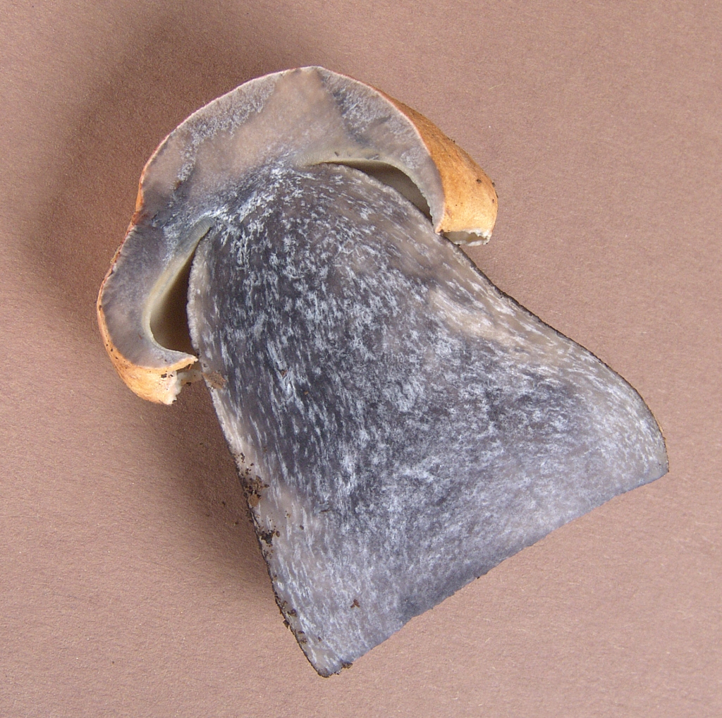 Подосиновик жёлто-бурый (красно-бурый) (Leccinum versipelle) - фото 8