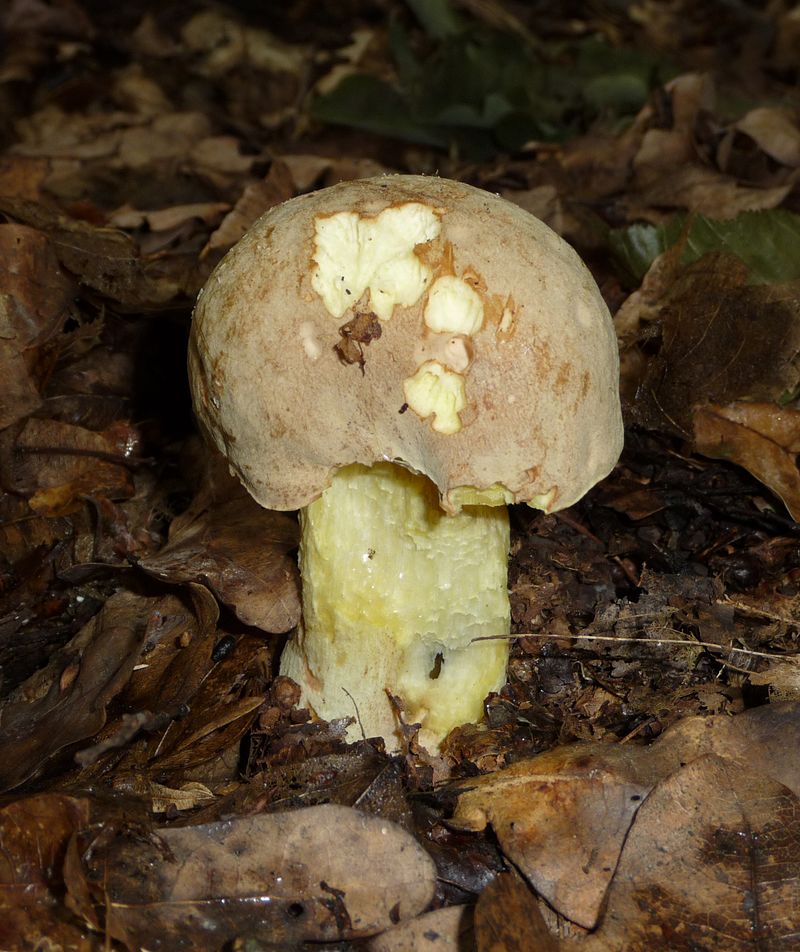 Полубелый гриб. Боровик жёлтый (Boletus impolitus) - фото 3