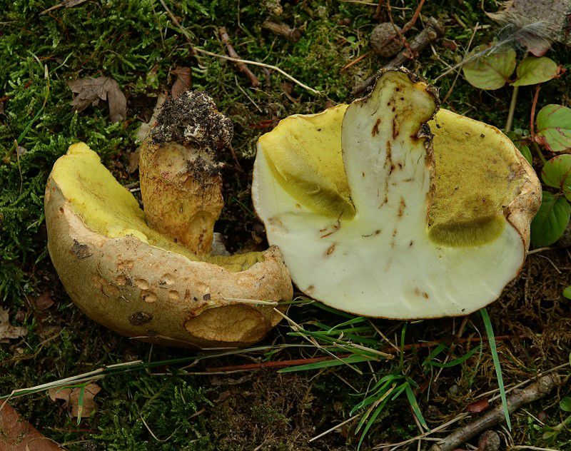 Полубелый гриб. Боровик жёлтый (Boletus impolitus) - фото 4
