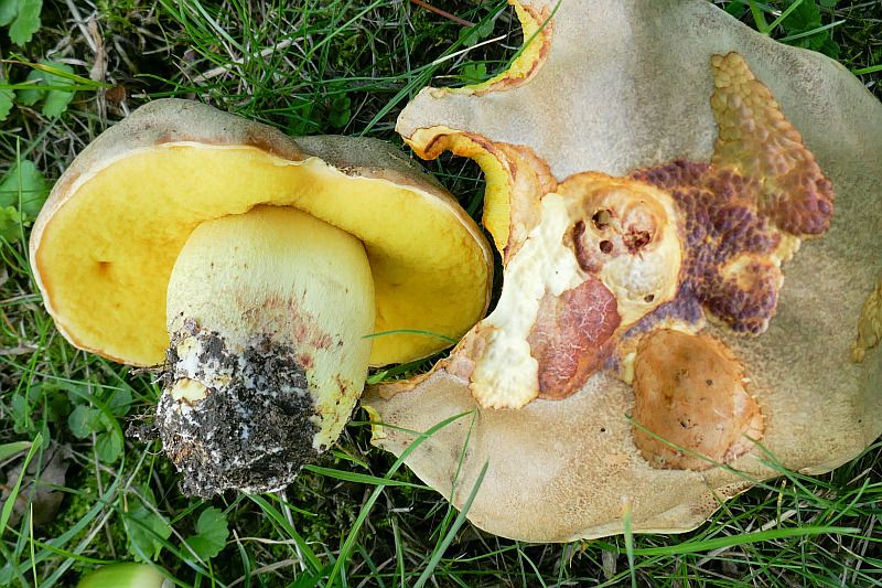 Полубелый гриб. Боровик жёлтый (Boletus impolitus) - фото 5